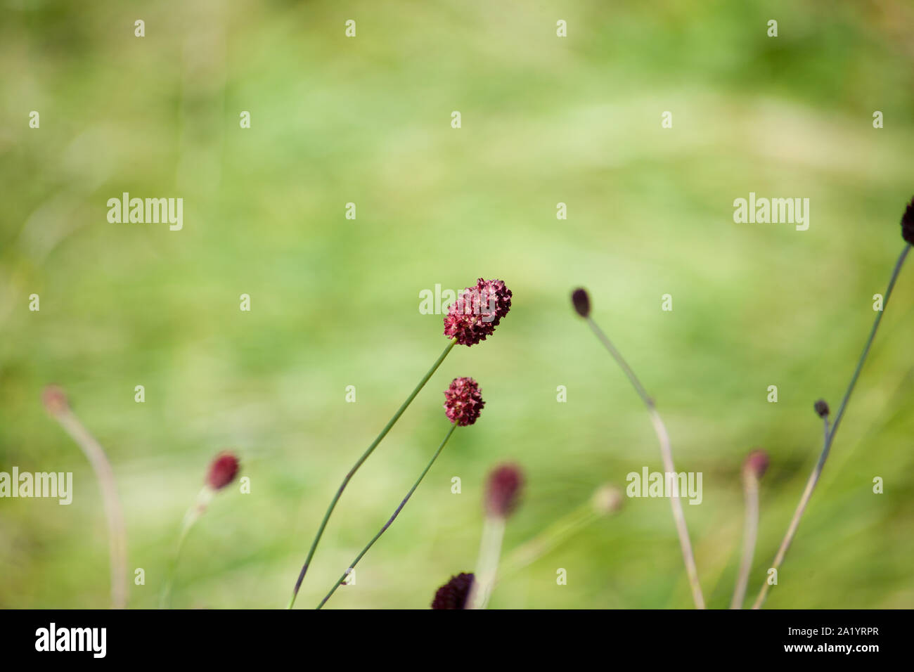 Great burnet plant in meadow Sanguisorba officinalis Stock Photo