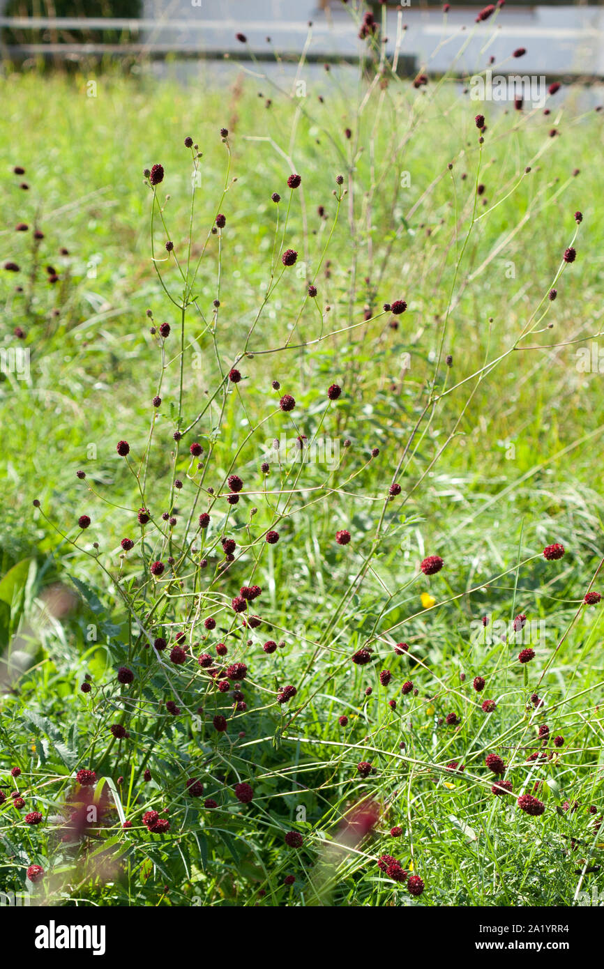 Great burnet plant in meadow Sanguisorba officinalis Stock Photo