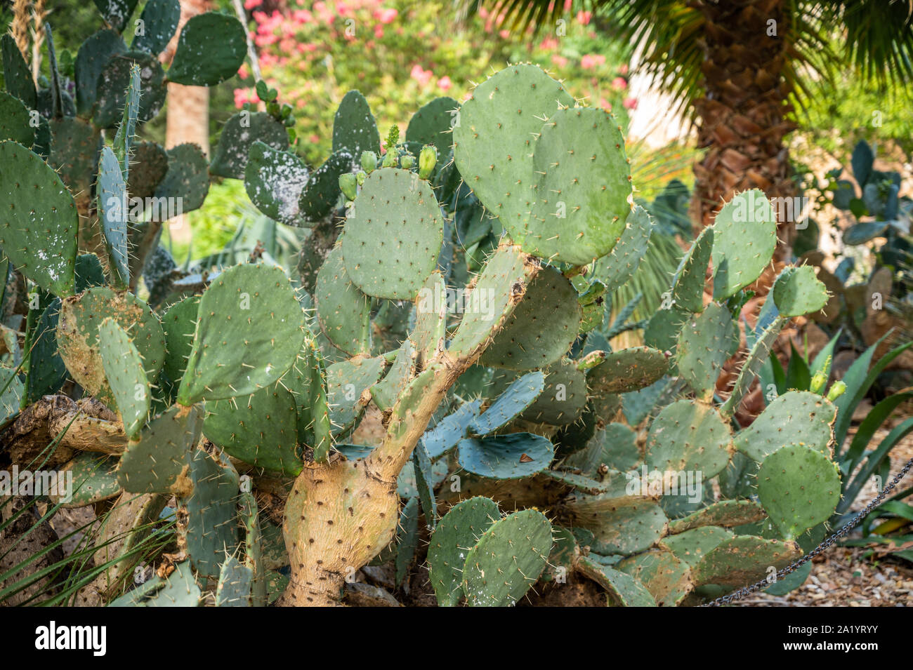 Large numbers of Cacti growing in the hot climate, San Antonio, Texas. Stock Photo