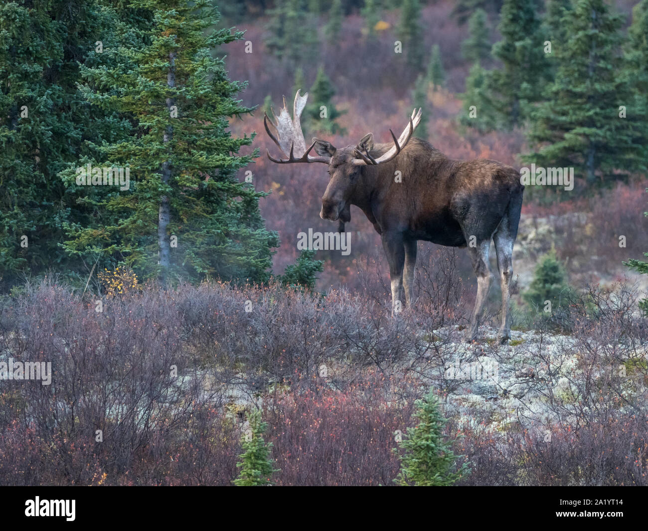 Bull Moose in Denali National Park, Alaska Stock Photo