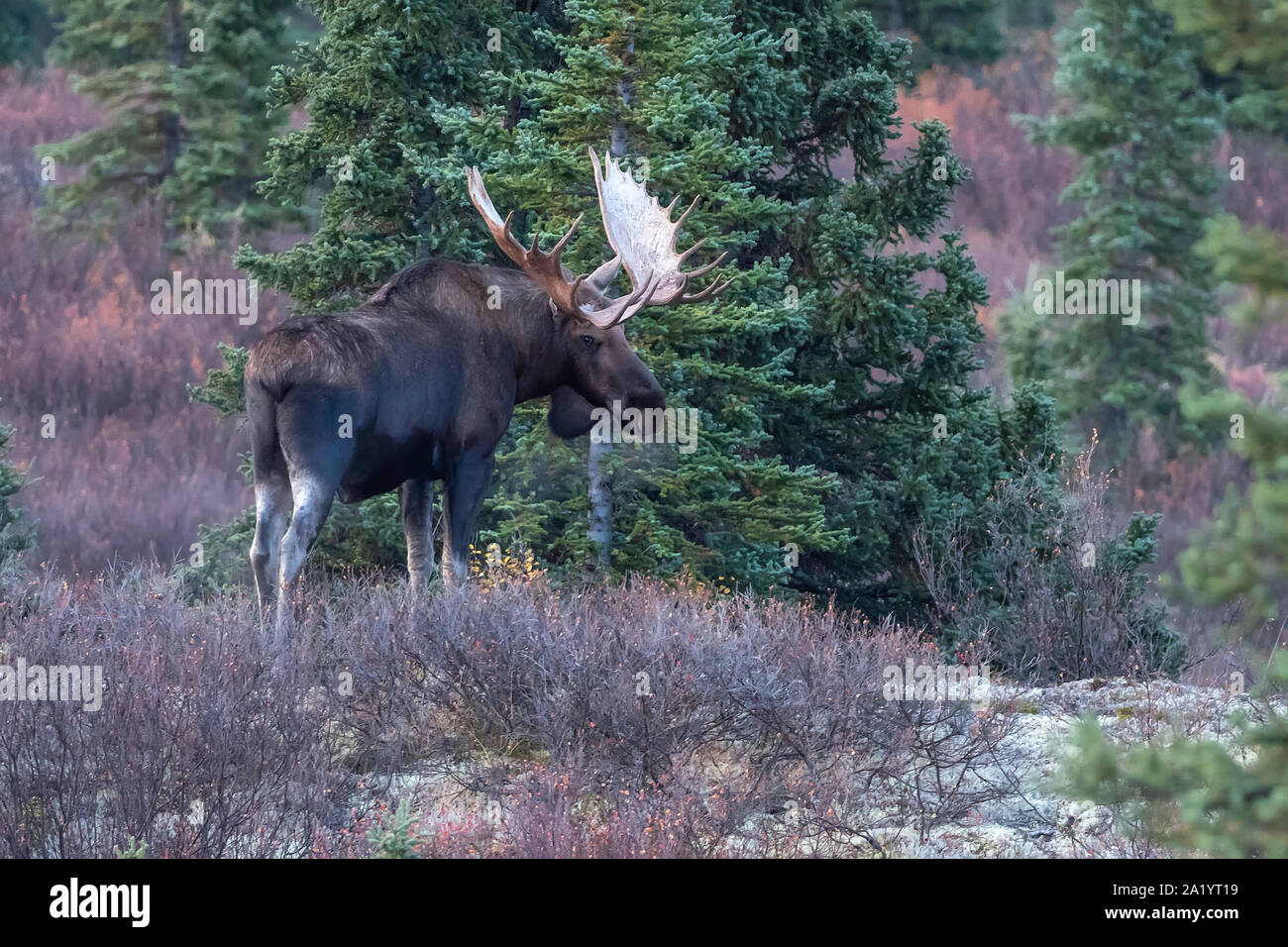 Bull Moose in Denali National Park, Alaska Stock Photo