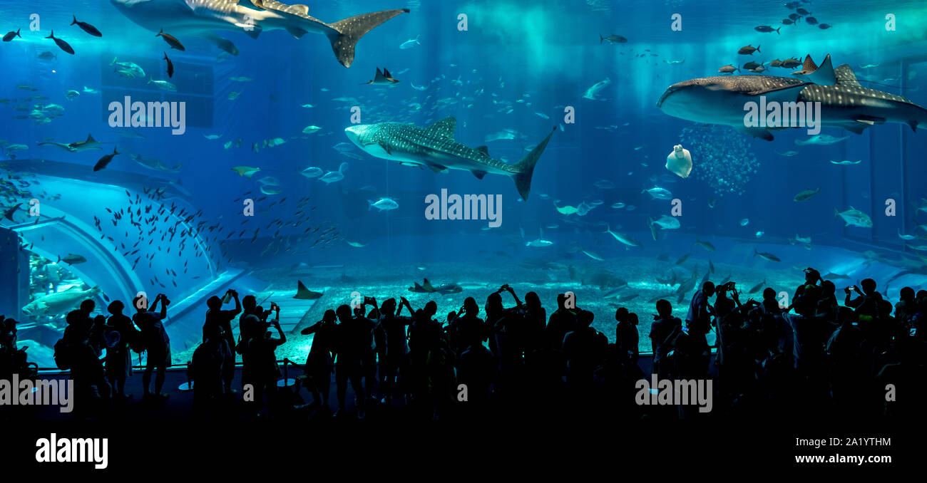 People making pictures of Whale Sharks in Kuroshio Sea Main Tank at