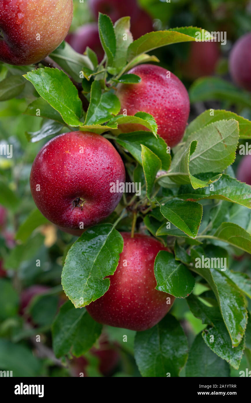 Apple orchard Stock Photo