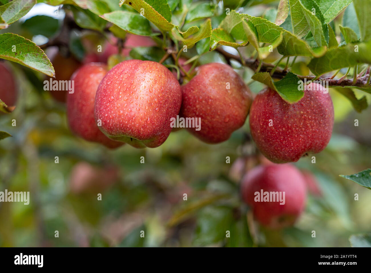 Orange Orchard High Resolution Stock Photography and Images - Alamy
