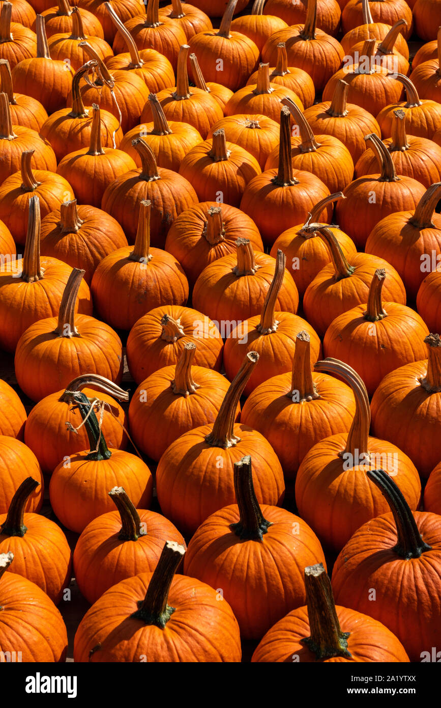 Pumpkins wallpaper Stock Photo