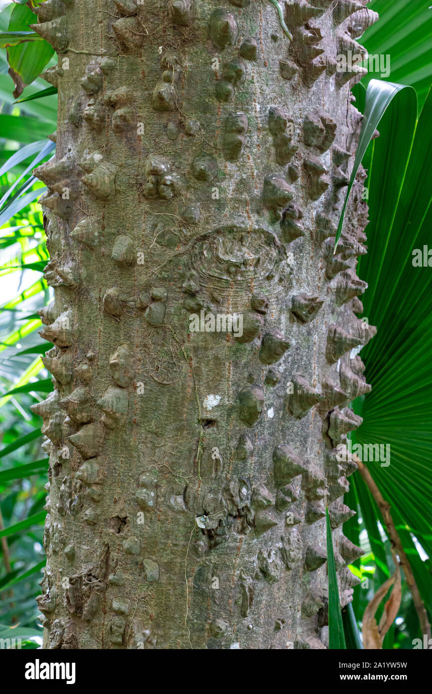 Silk Floss Tree (Ceiba speciosa) trunk bark closeup - Davie, Florida, USA Stock Photo