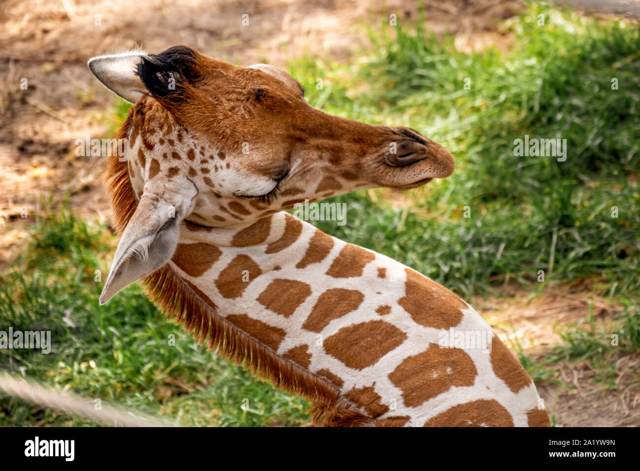 Lovely young Giraffe sleeping at the zoo Stock Photo