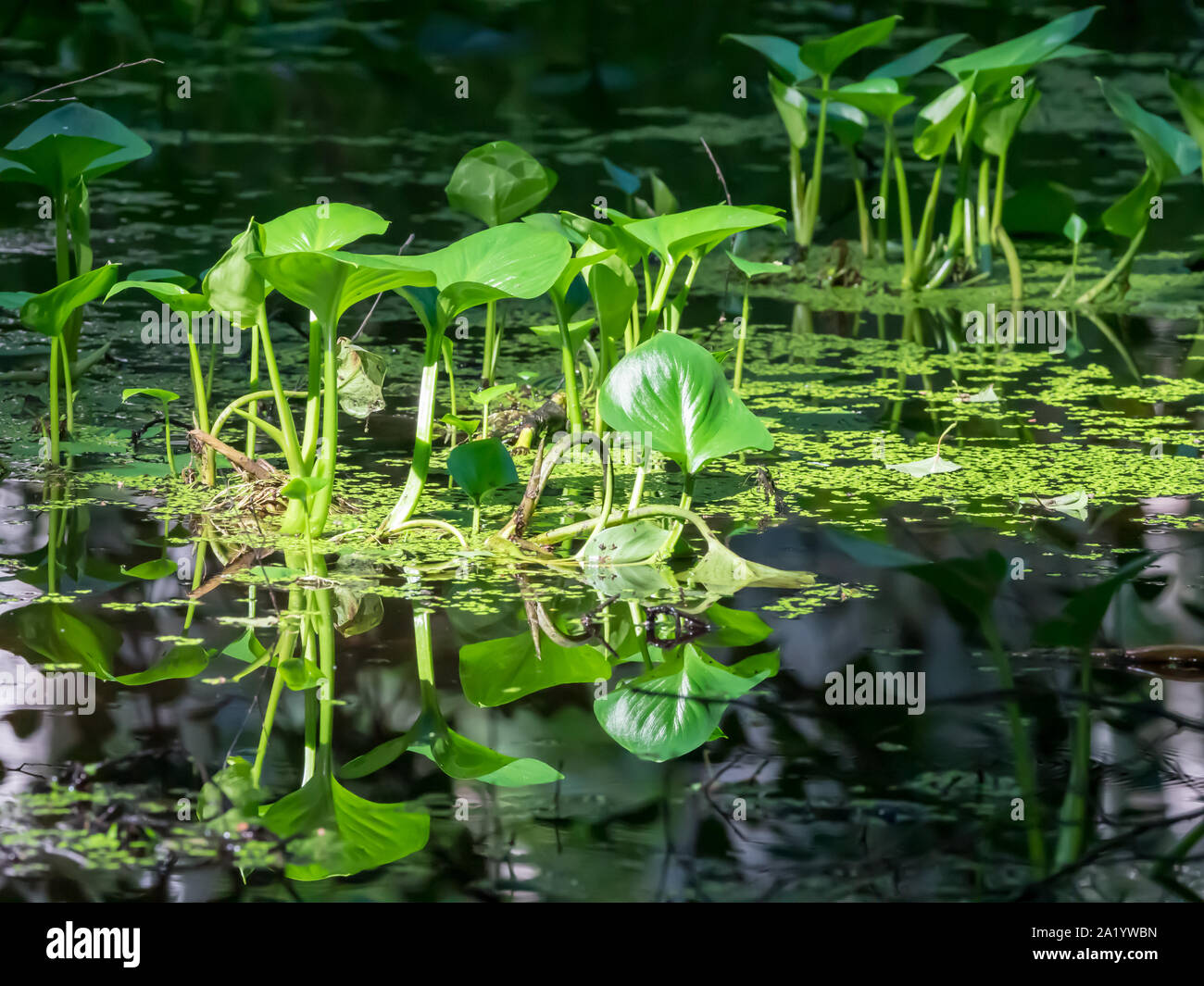 Forest Vegetation Water Plantains, Peace Lily Stock Photo Alamy