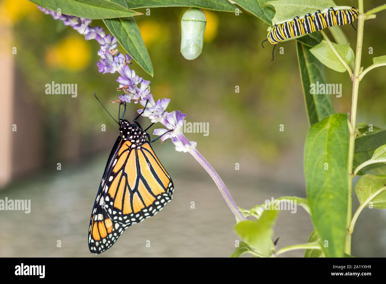 Monarch Trinity Chrysalis, caterpillar and butterfly, Danaus Plexippus, on milkweed Stock Photo