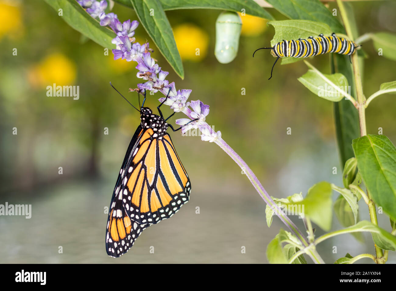 Monarch Trinity Chrysalis, caterpillar and butterfly, Danaus Plexippus, on milkweed Stock Photo