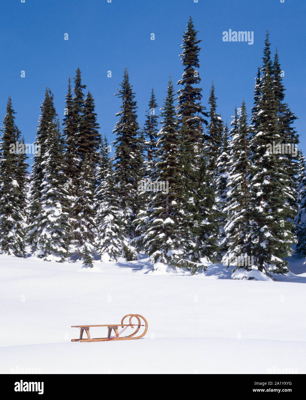 Wooden sled in snowy winter landscape with evergreen fir pine trees background Stock Photo