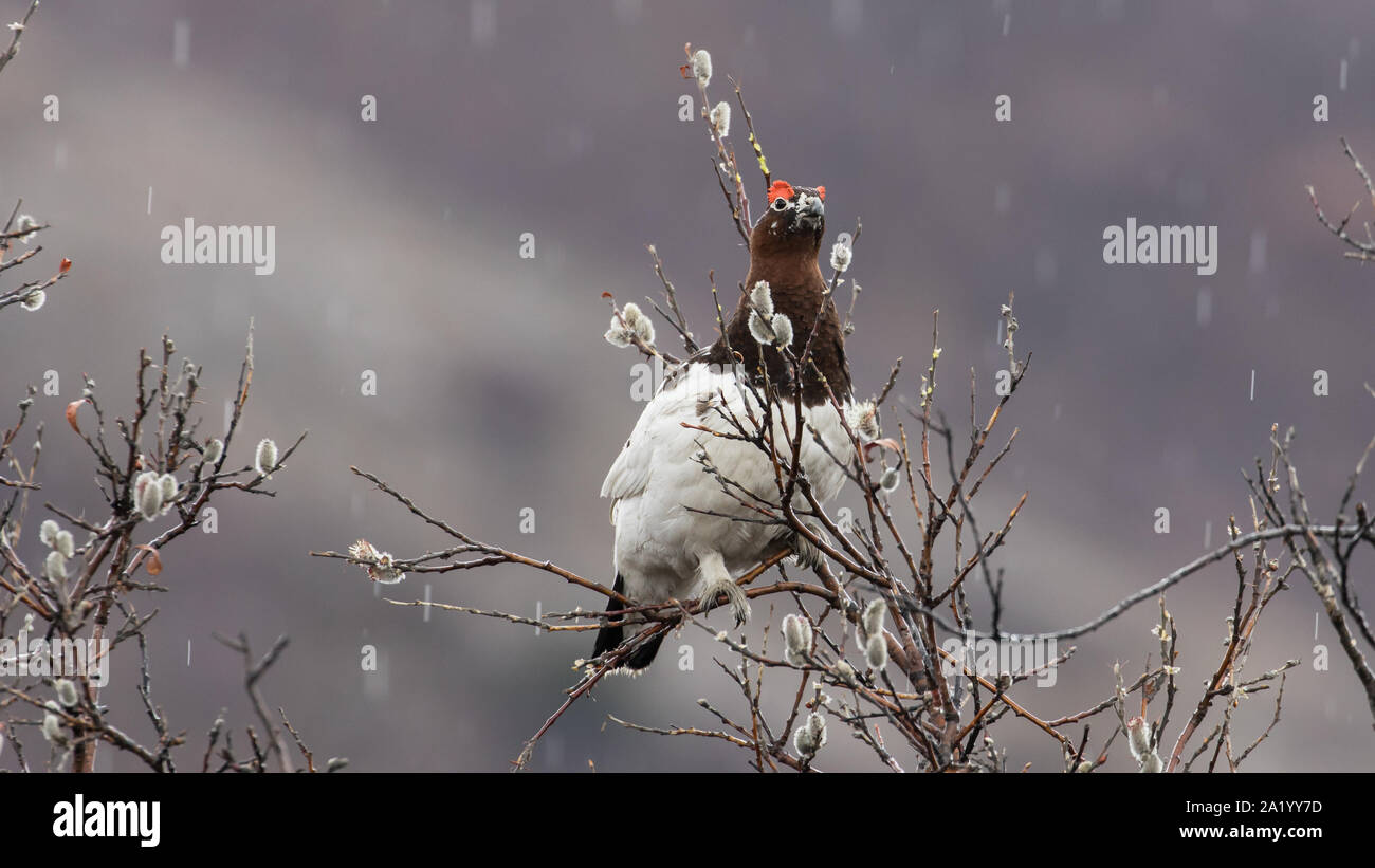 Willow or Red Ptarmigan Male in Denali National Park Stock Photo