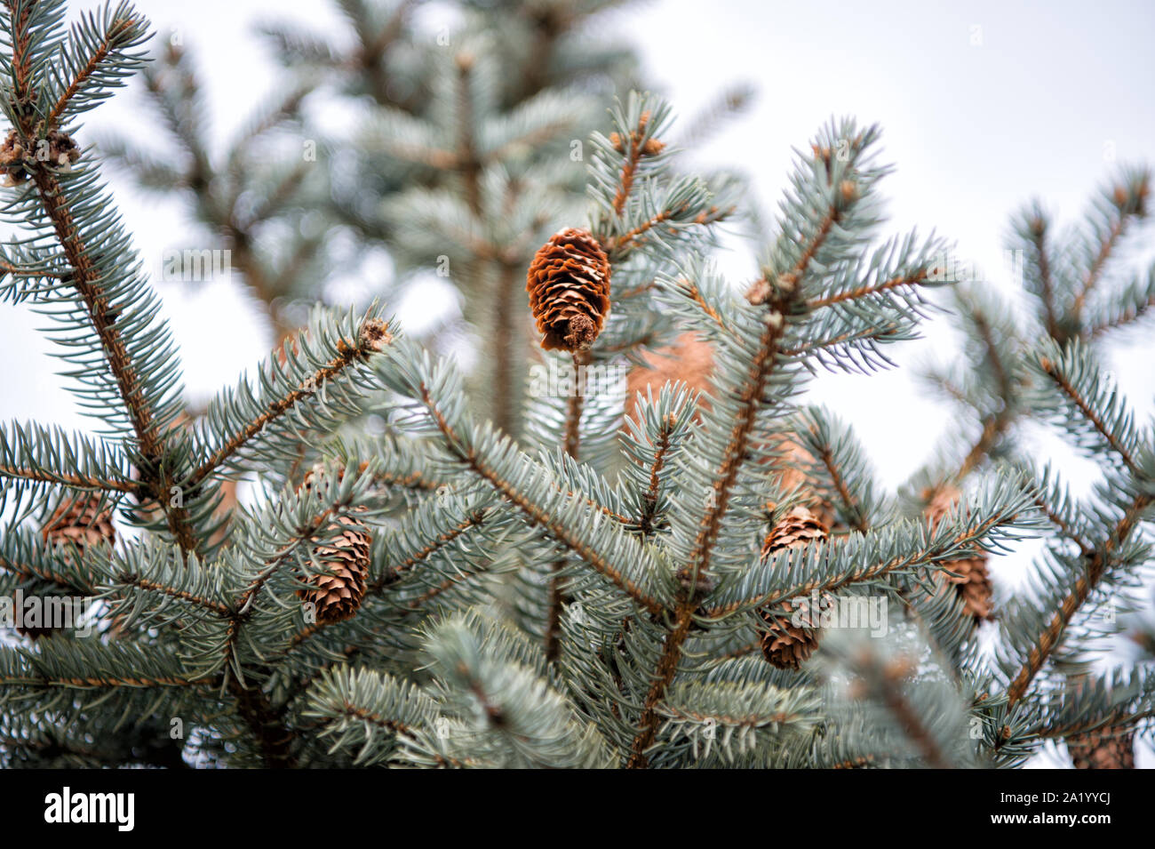 Season greetings. Fir tree with cones outdoor. Holiday tree. Christmas ...