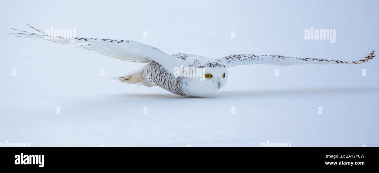 Snowy Owl Skimming the Ground Stock Photo