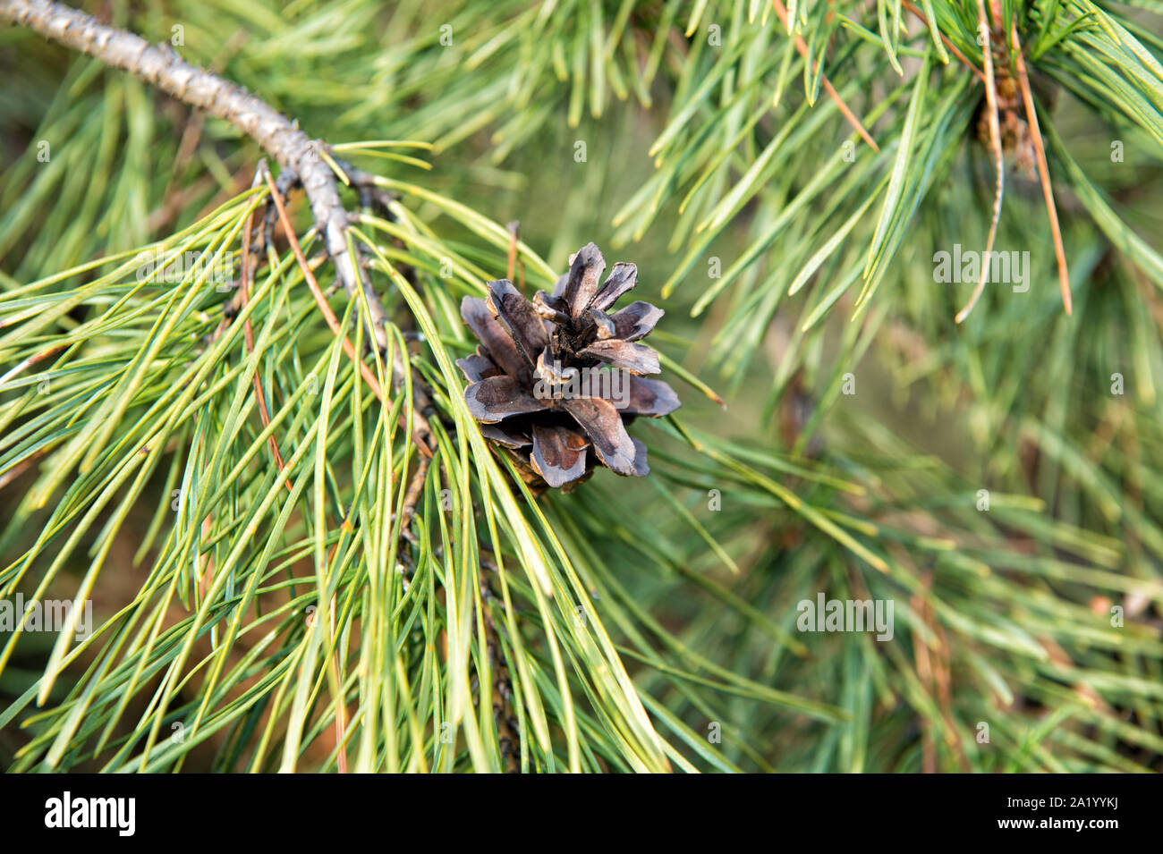 Christmas And Holiday Season Pine Or Conifer Plant Closeup Evergreen Pine Tree Young Pine Needles On Natural Background Branches Of Pine With Cone Stock Photo Alamy