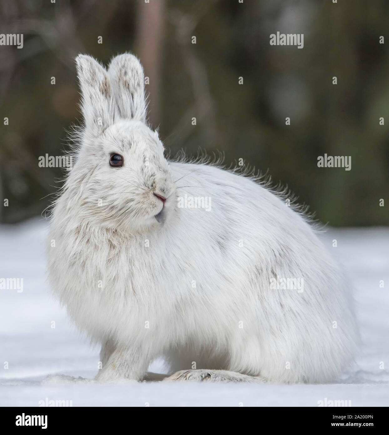 Snowshoe rabbit hires stock photography and images Alamy