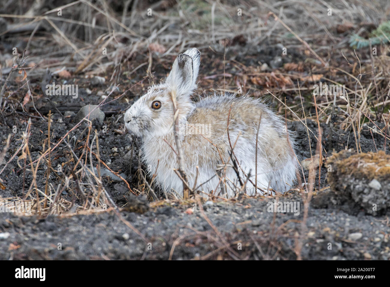 Snowshoe hare changing hires stock photography and images Alamy