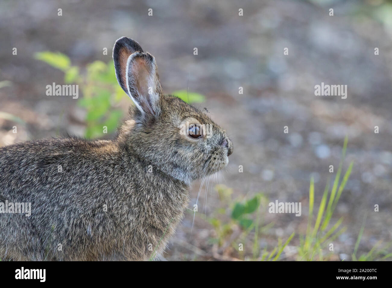 Snowshoe hare white hires stock photography and images Alamy
