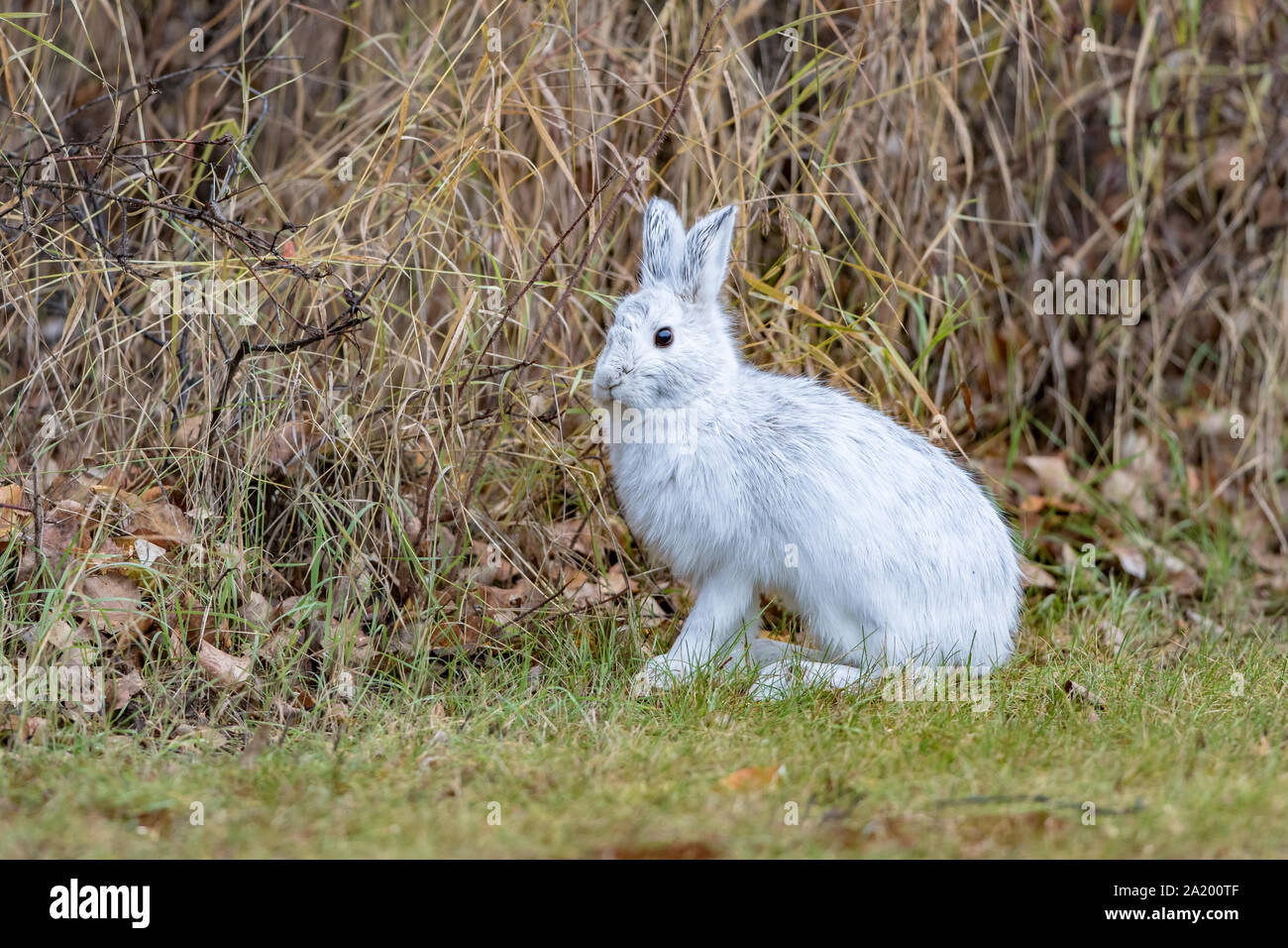 Snowshoe rabbit hires stock photography and images Alamy