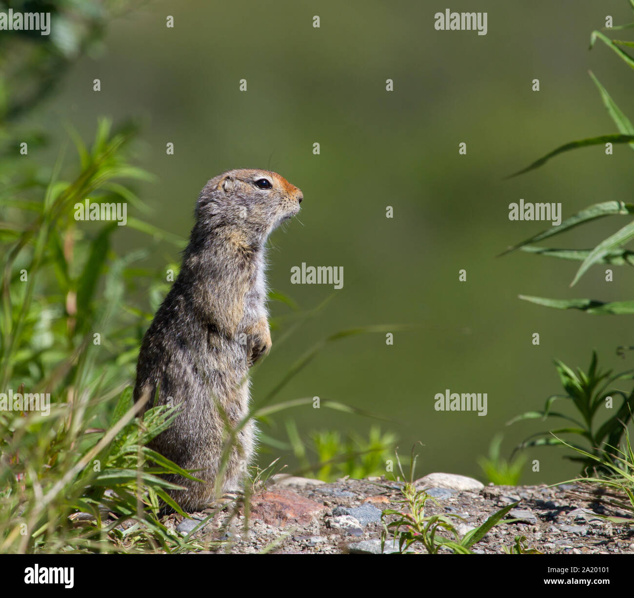 North American Ground Squirrel High Resolution Stock Photography And