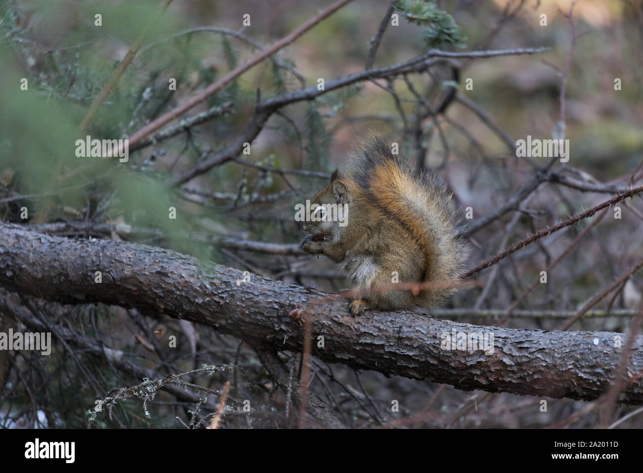 An American tree squirrel in Alaska Stock Photo Alamy