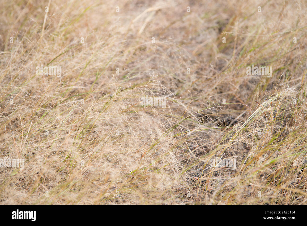 Image showcasing Decay and sadness. Dead grass. Brown grass background. Dry plants or ...