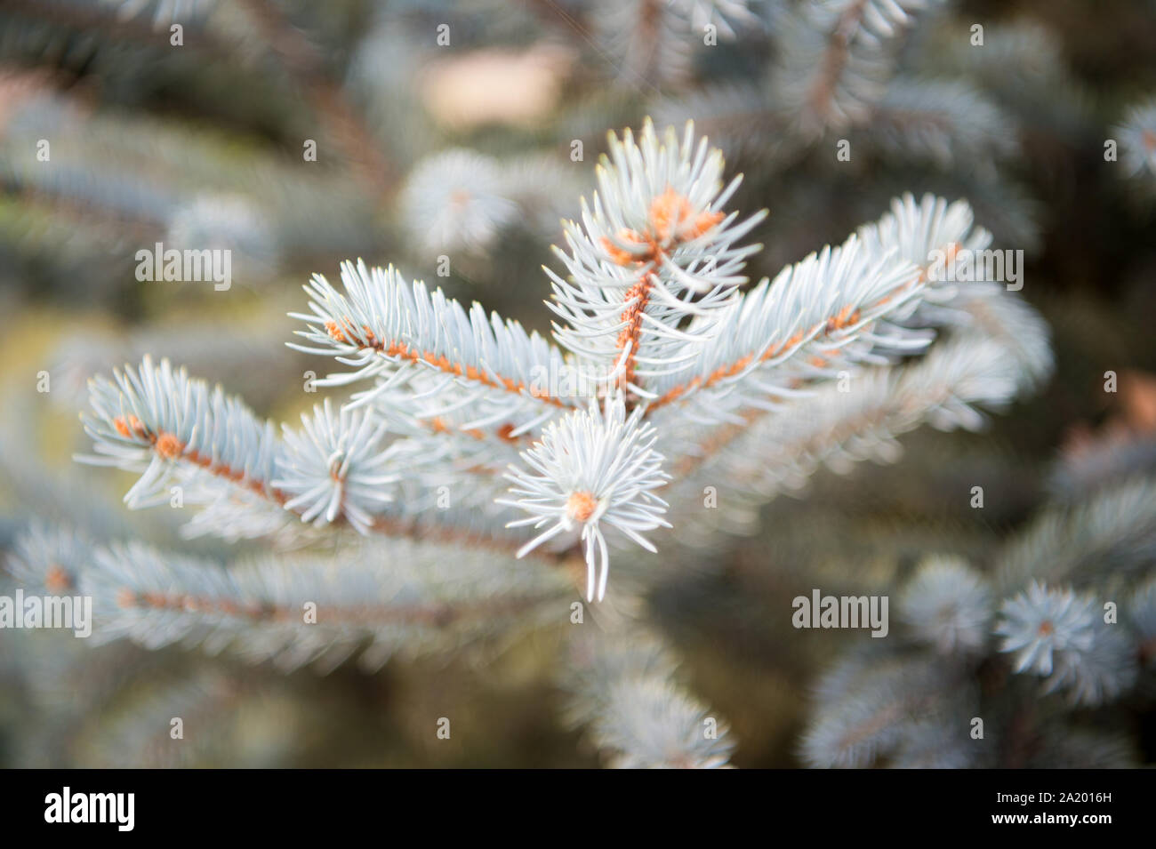 Christmas season is coming. Coniferous evergreen spruce tree. Spruce or conifer plant. Spruce fir or needles on blurred natural background. Branches of pine spruce. Holiday celebration. Stock Photo