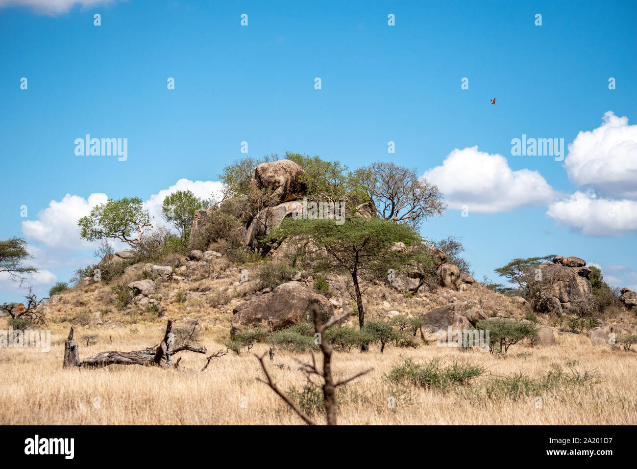 Serengeti landscapes with beautiful acacia trees. Stock Photo