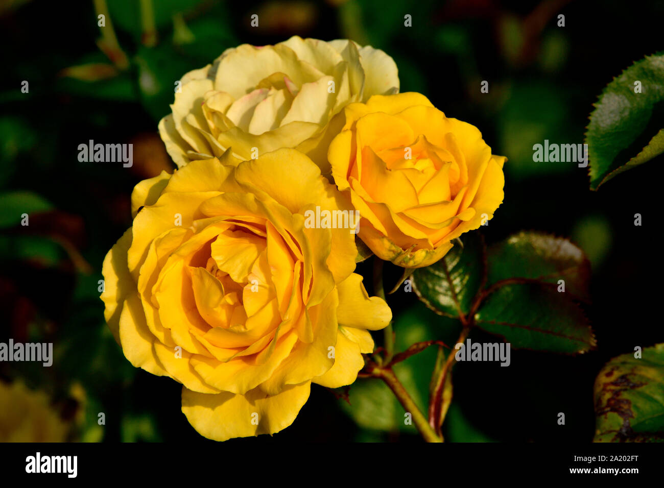 A cluster of three yellow roses growing together in a rose garden Stock Photo
