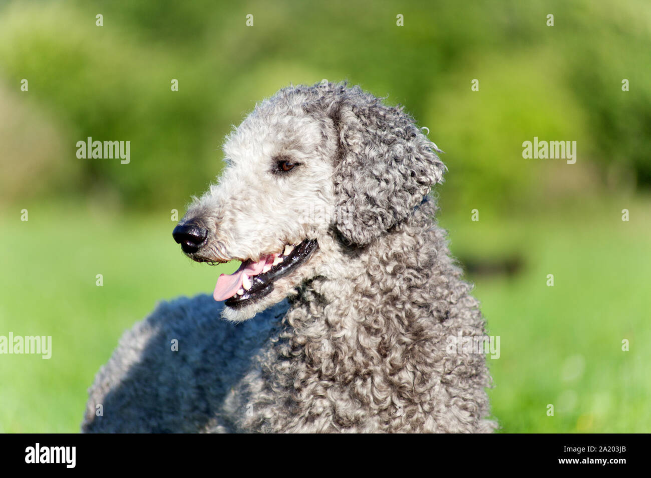 untrimmed poodle