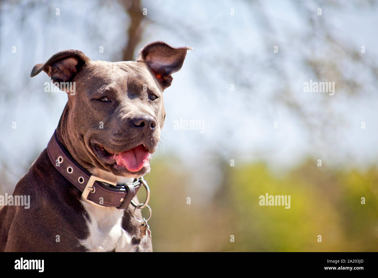 Pitbull Portrait Stock Photo