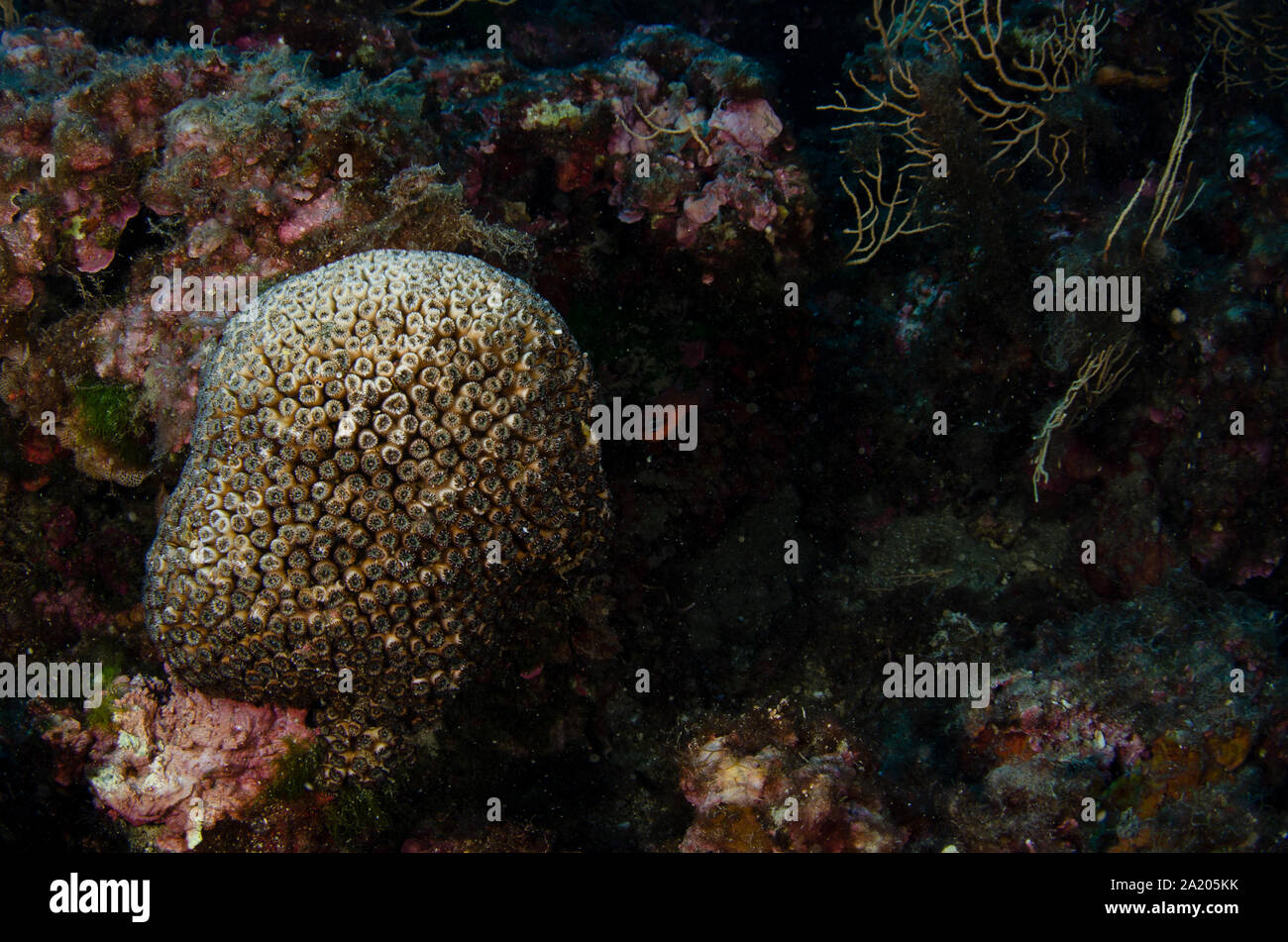 Mediterranean Pillow Coral, Cladocora caespidosa, Faviidae, Tor Paterno Marine Protected Area, Rome, Lazio, Italy, Mediterranean Sea Stock Photo
