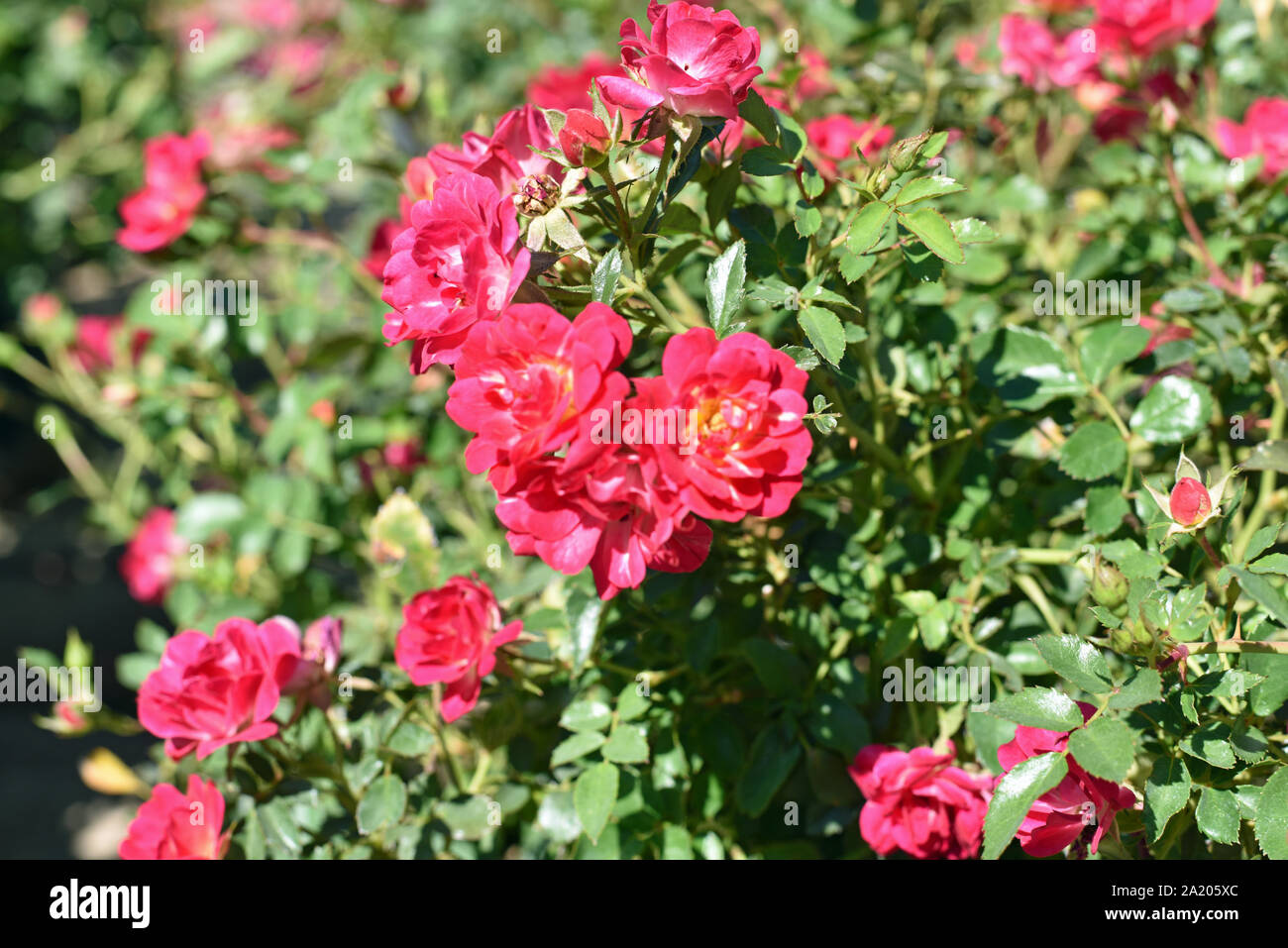 Pink Roses in Bloom Stock Photo - Alamy
