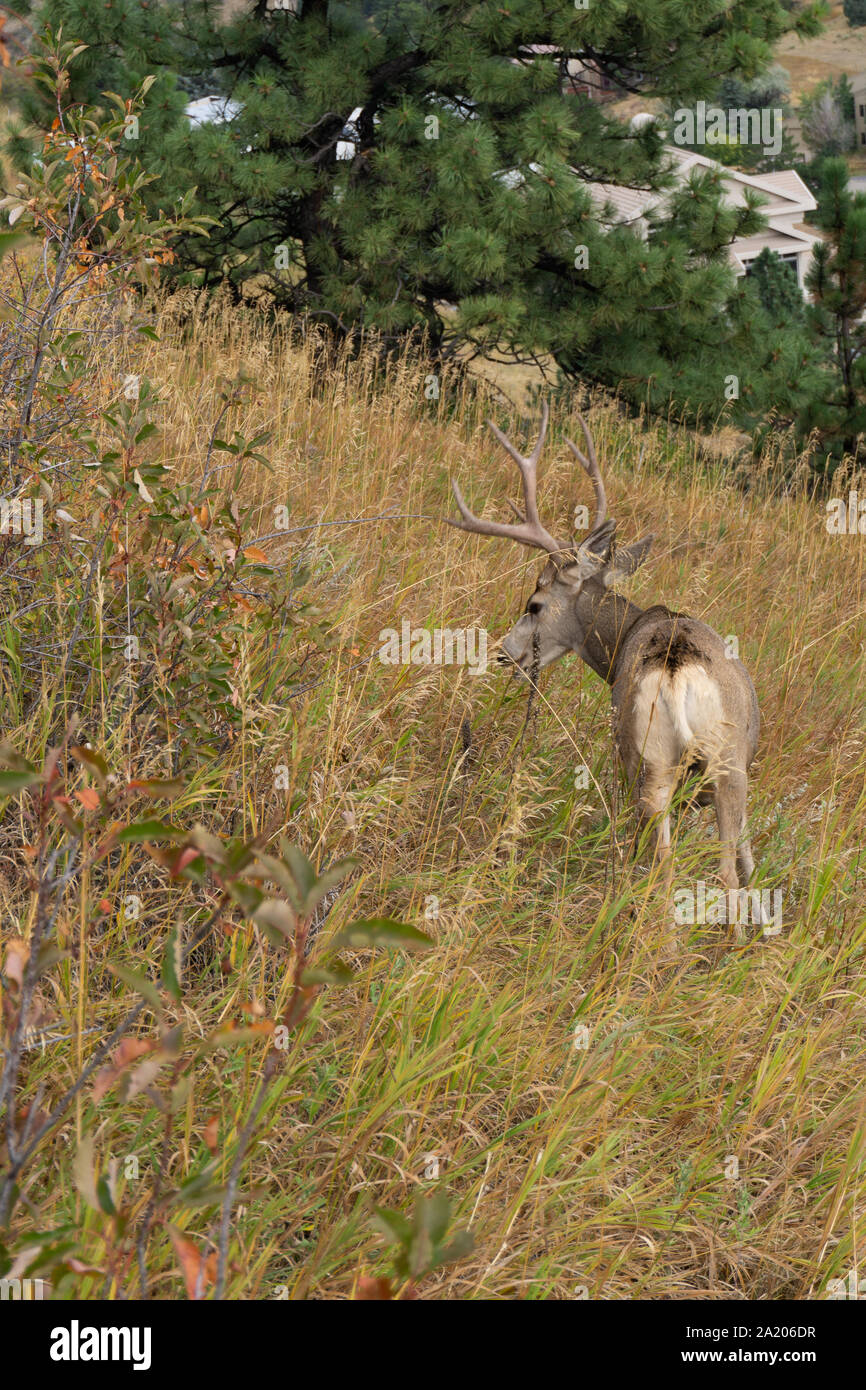 Mule deer buck eating out in the grass Stock Photo