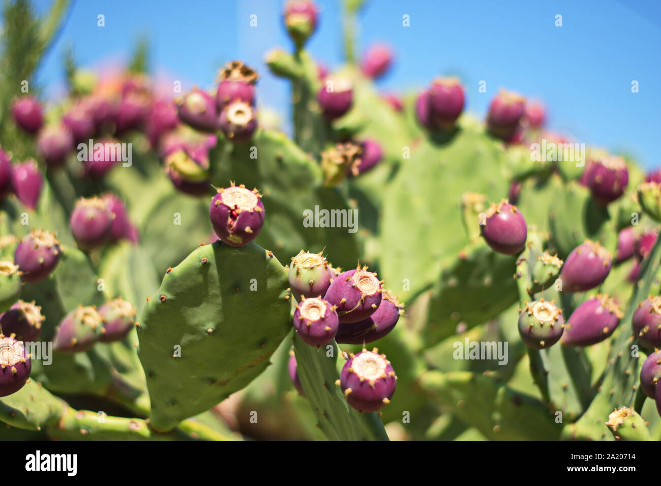 Closeup of flowering cactus against the blue sky Stock Photo