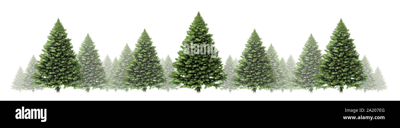 Pine tree horizontal winter border design with a group of green Christmas trees on a white background as a festive evergreen forest element. Stock Photo