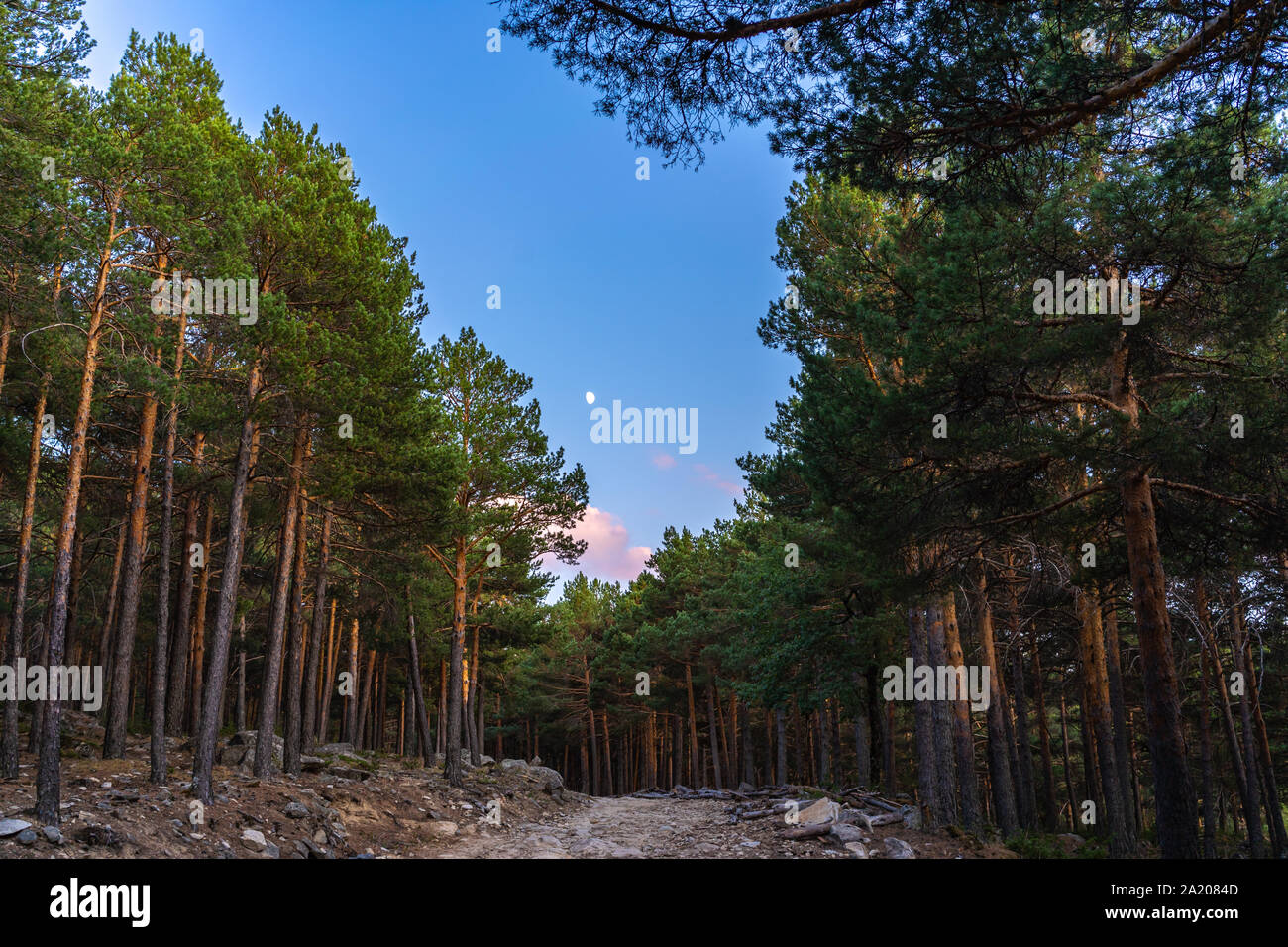 Pine Forest at Sunset, with the moon over the woods Stock Photo - Alamy