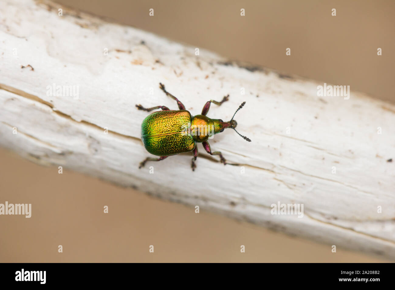 Leaf rolling weevil Stock Photo