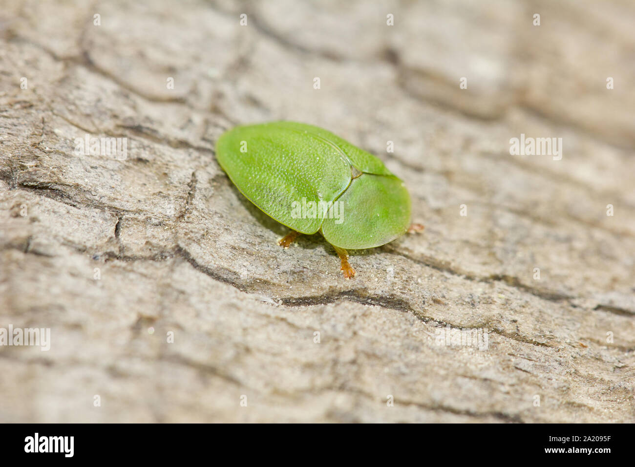 Green tortoise beetle Stock Photo