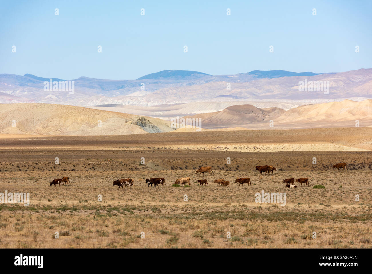 A herd of cows on a summer pasture in a mountain valley Stock Photo - Alamy