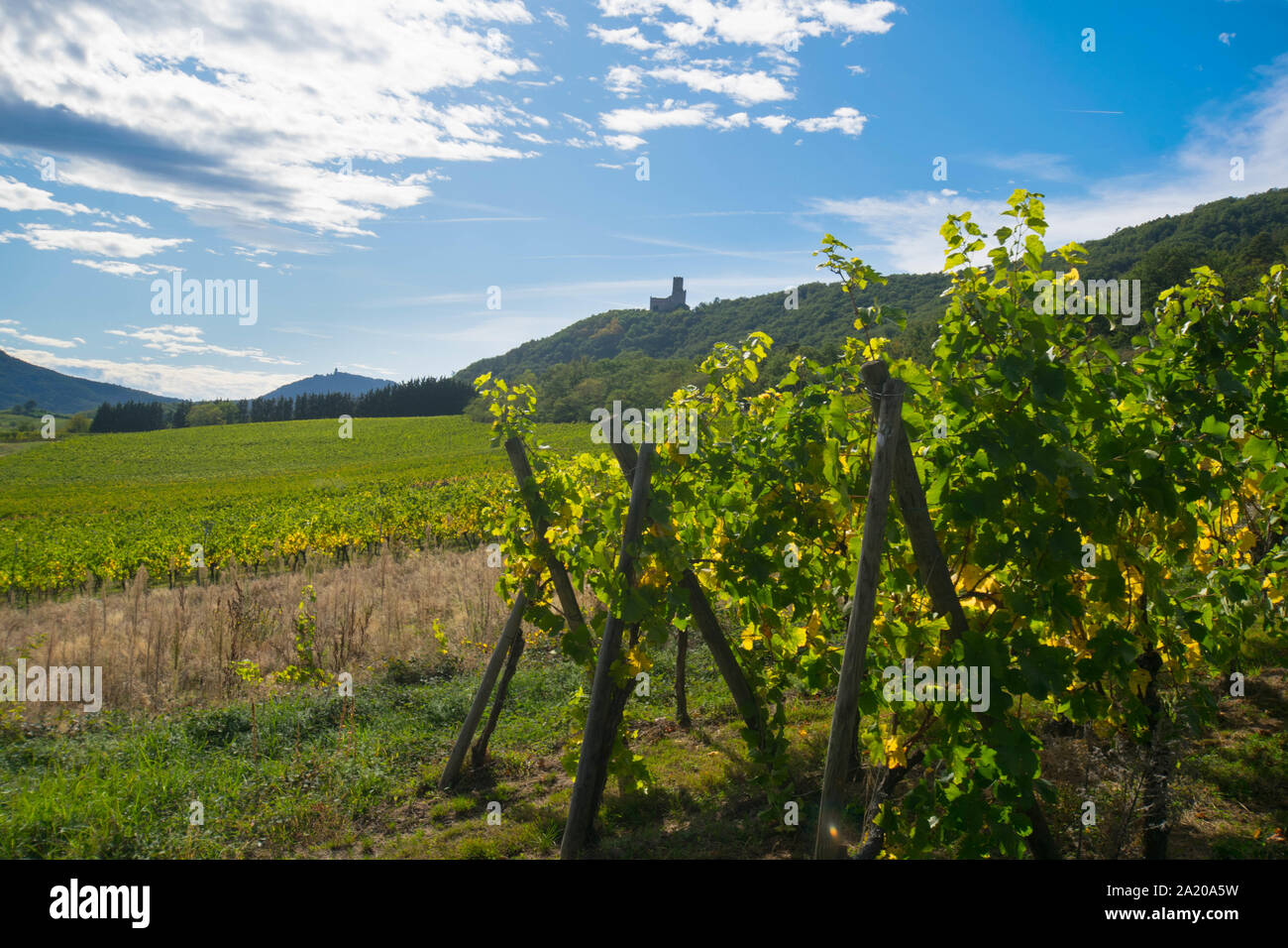 vineyards near Dambach la Ville in Alsace in France in early autumn Stock Photo