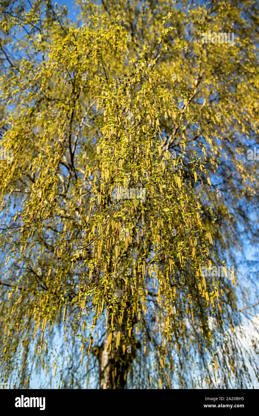 white birch with hanging branches and young leaves on blue sky ...