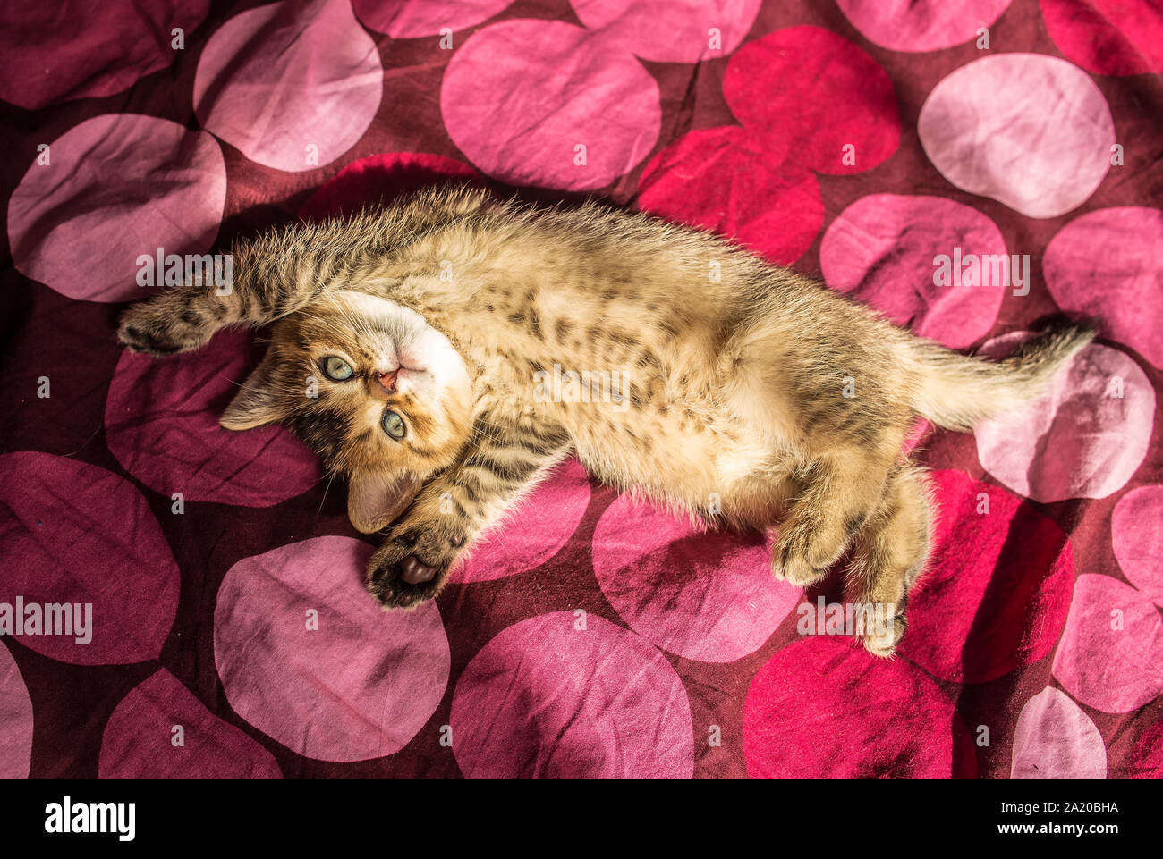 Lovely Fluffy Kitten British Golden Chinchilla Ticked Luxuriates