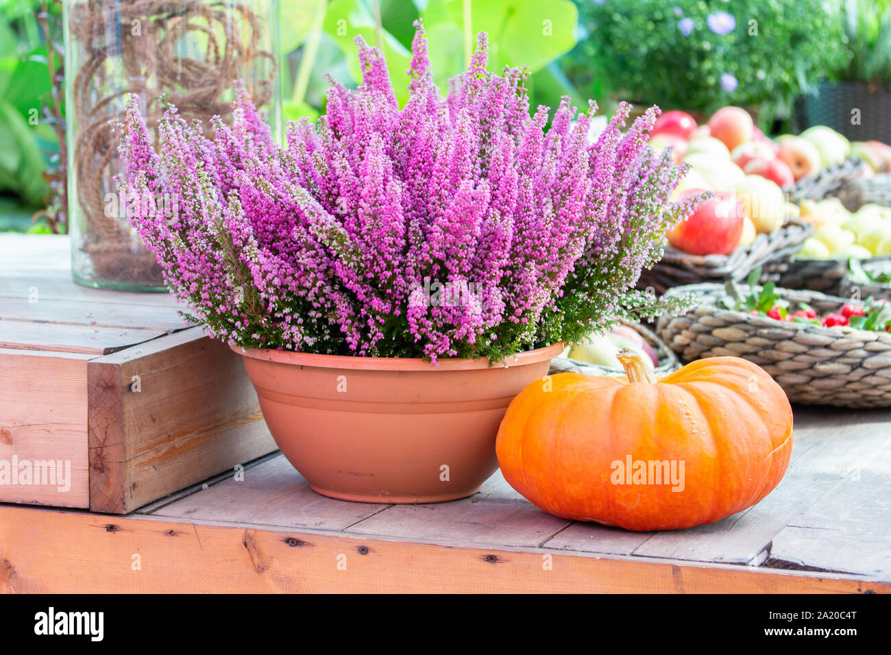 Farm still life, flowering heather bush in a pot and a large ripe orange pumpkin. Erica heather blooms in vibrant pink colors, harvest holiday decorat Stock Photo