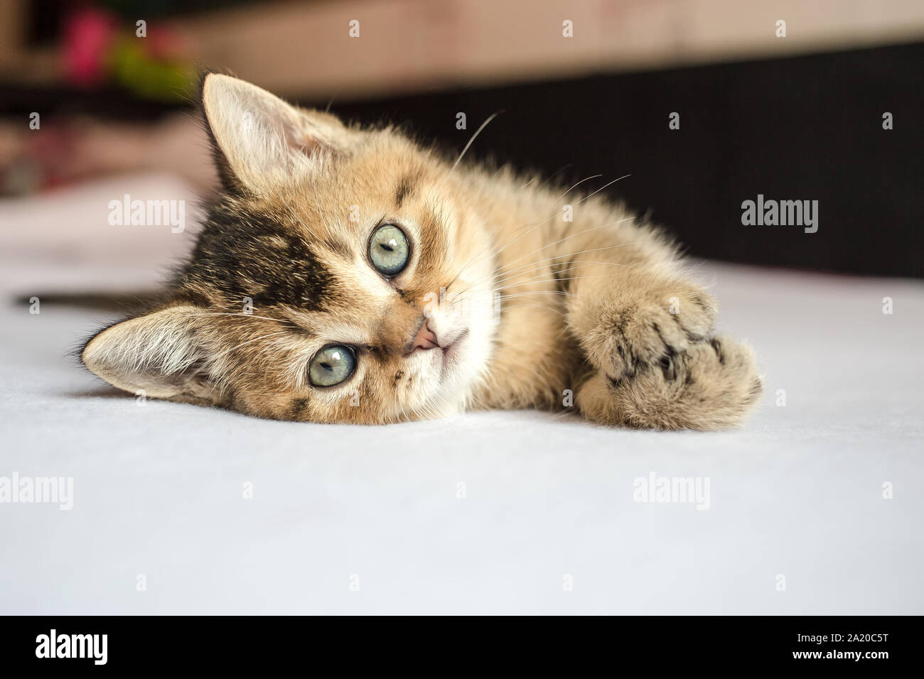pretty little fluffy kitten British golden chinchilla ticked lying on