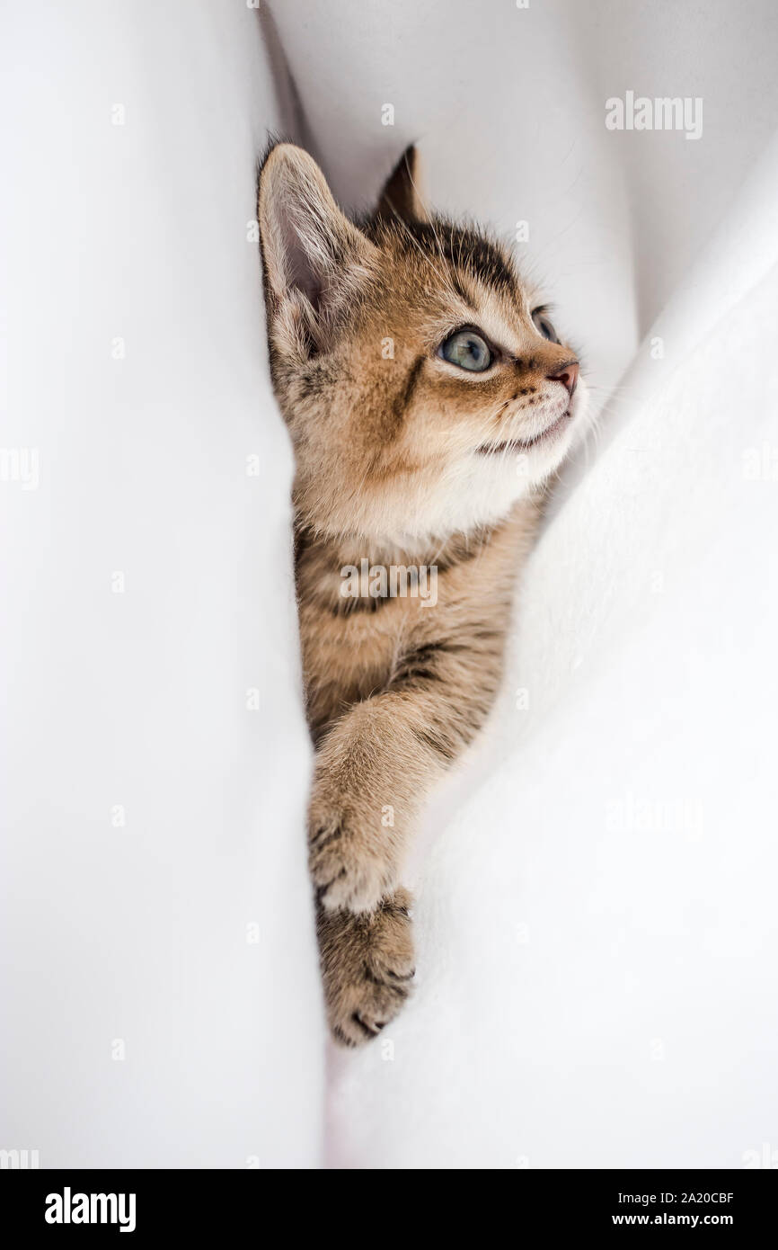 Pretty Little Fluffy Kitten British Golden Chinchilla Ticked Lying