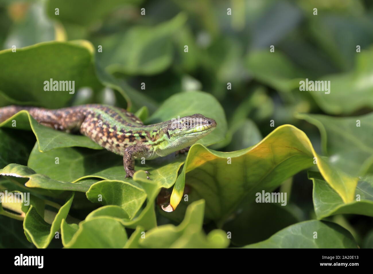green- brown lizard warm oneself on sun Stock Photo