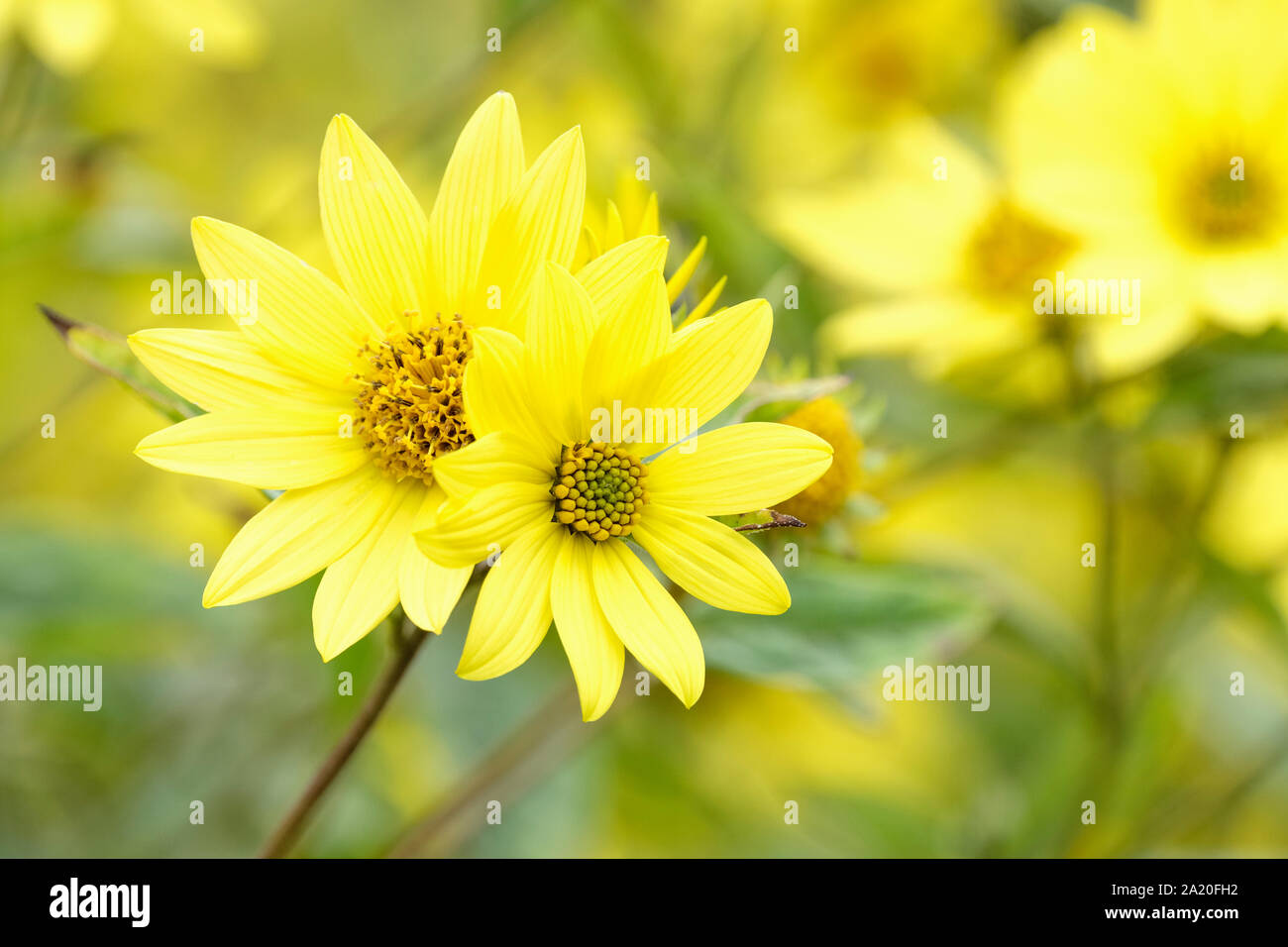 Closeup of two lemon yellow flowers of Helianthus 'Lemon Queen