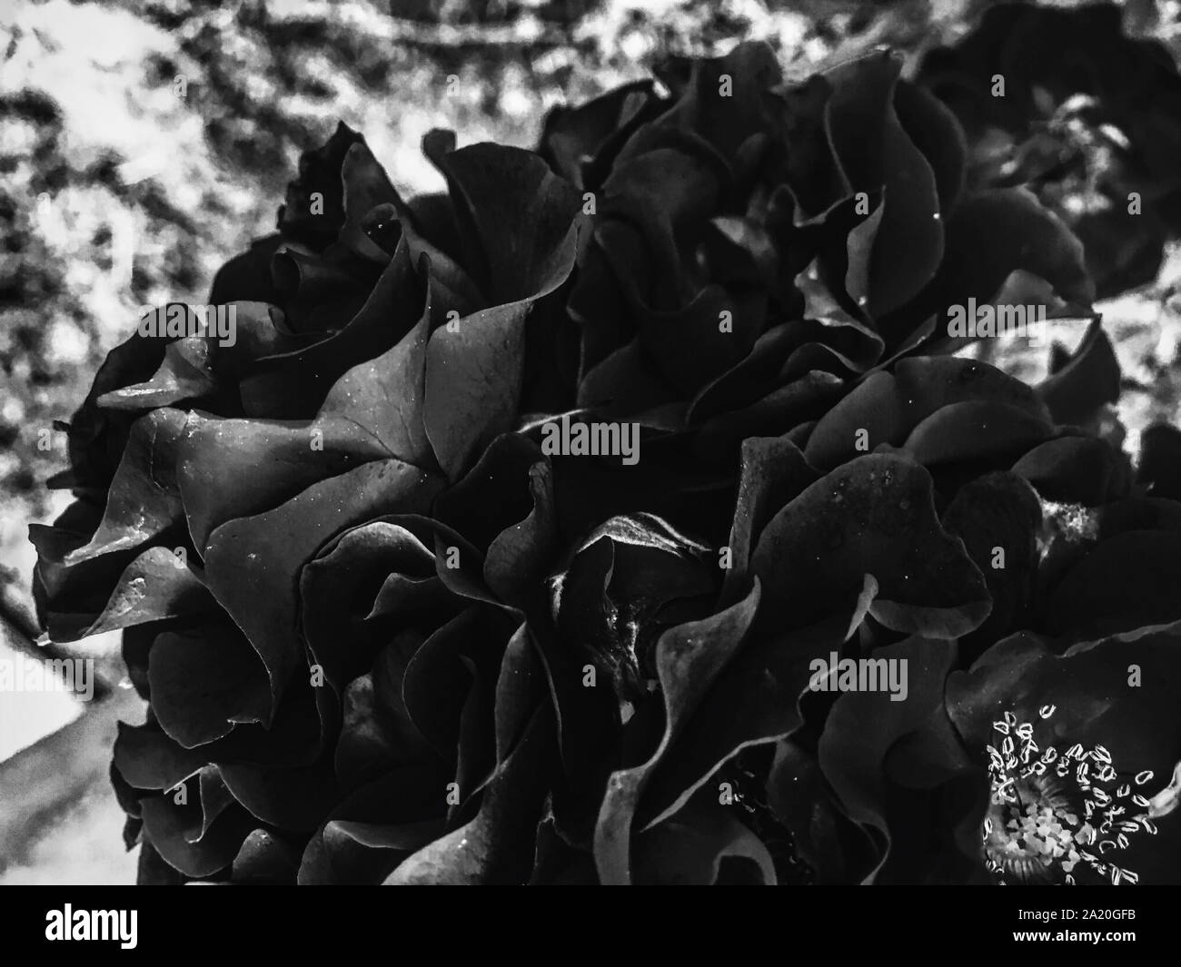 Flowers in bloom, beautiful nature and romantic design concept Black