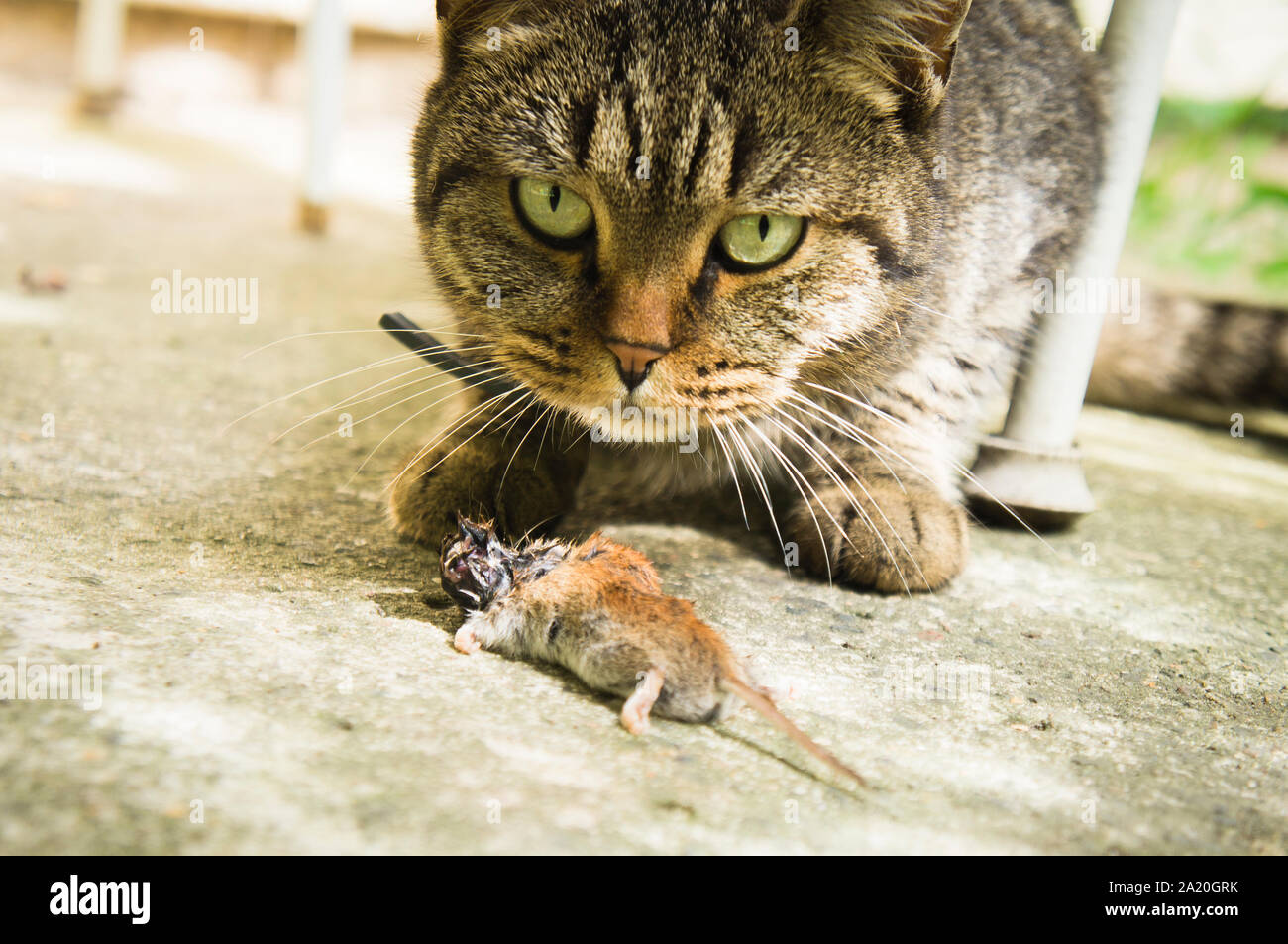 Eats mice hires stock photography and images Alamy